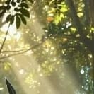 Thumbnail of Плиоценовый A. afarensis