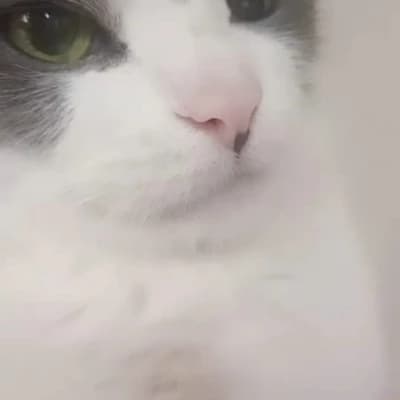 Thumbnail of БРЕНДО КАТО