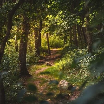Thumbnail of Дикая природа