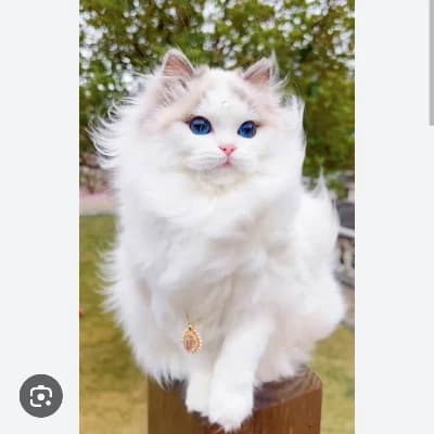 Thumbnail of Китти