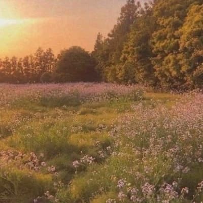 Thumbnail of Dsmp family - flower field hangout.