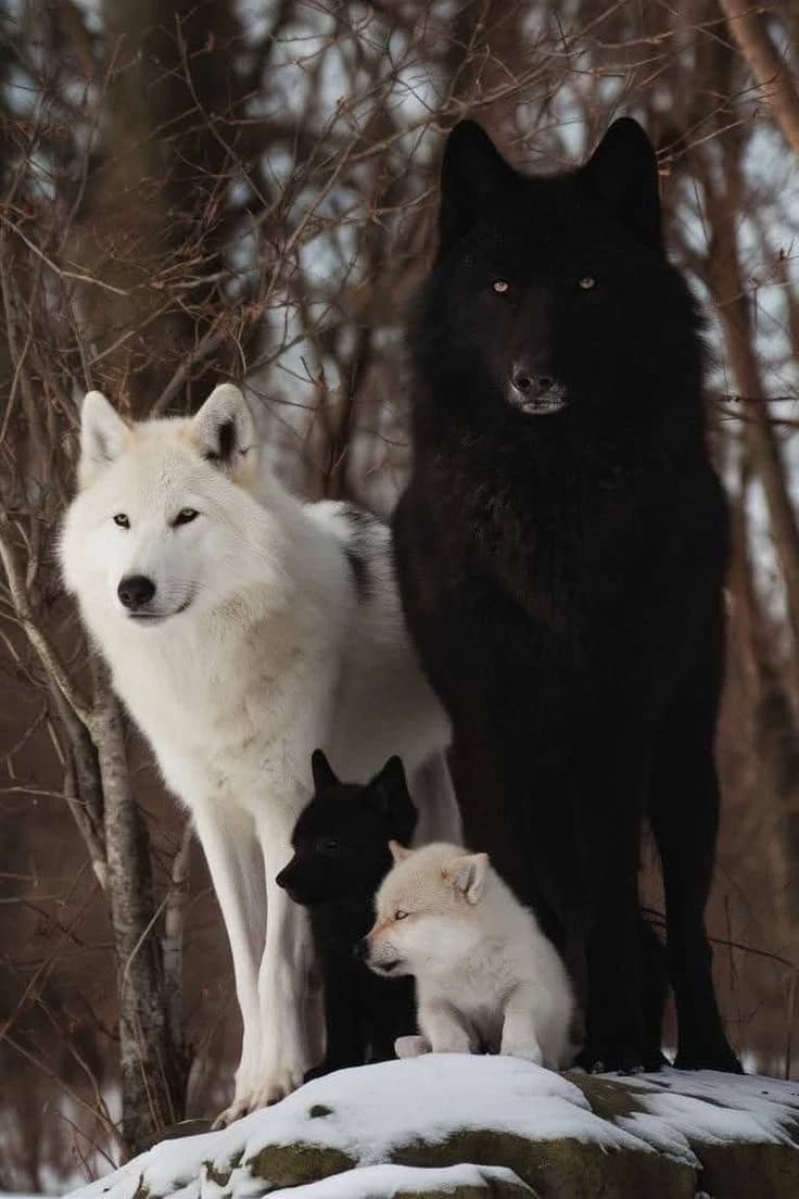 Thumbnail of Неутомимый пакет