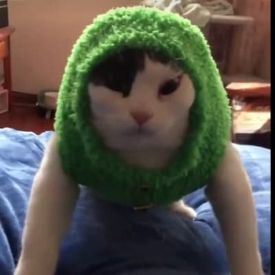 Thumbnail of Winsper the notice cat