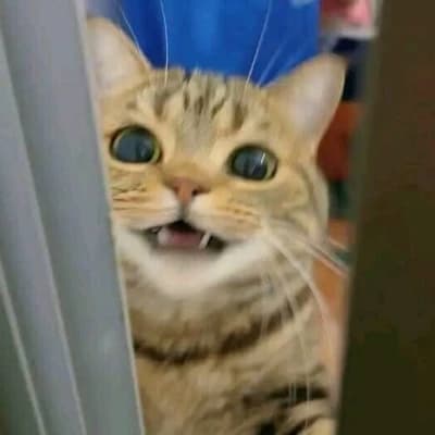 Thumbnail of Кошачья терапия | Луна