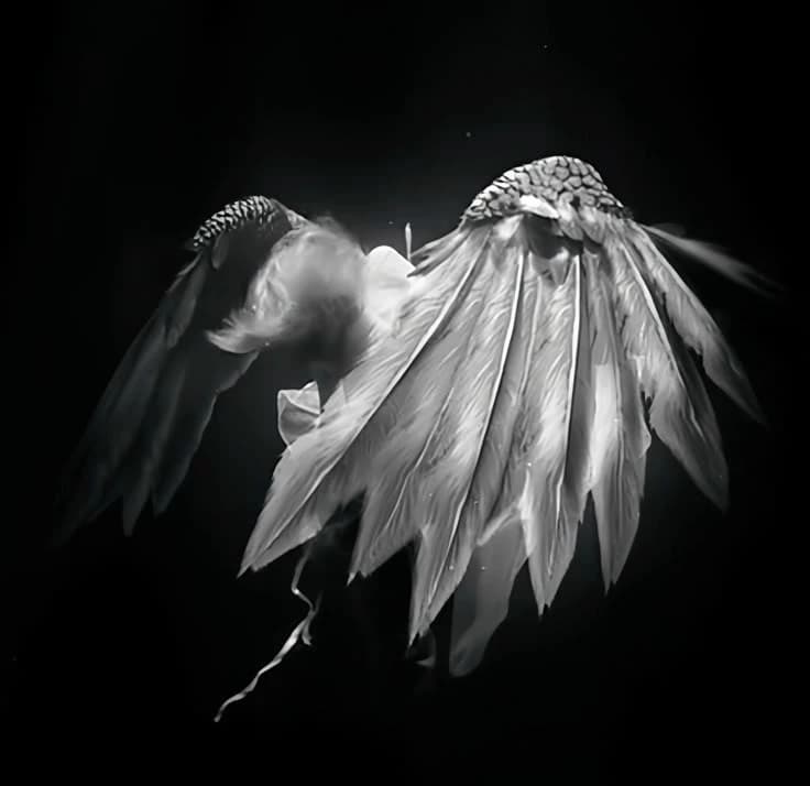 Thumbnail of СТРЕЙЛИКС — Феликс