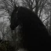 Thumbnail of Дикий жеребец