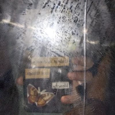 Thumbnail of Аурелия "Последняя Омега"