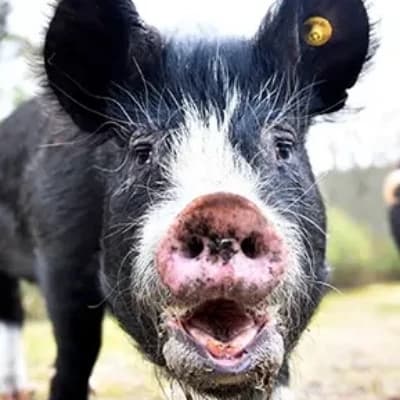 Thumbnail of Berkshire Pig