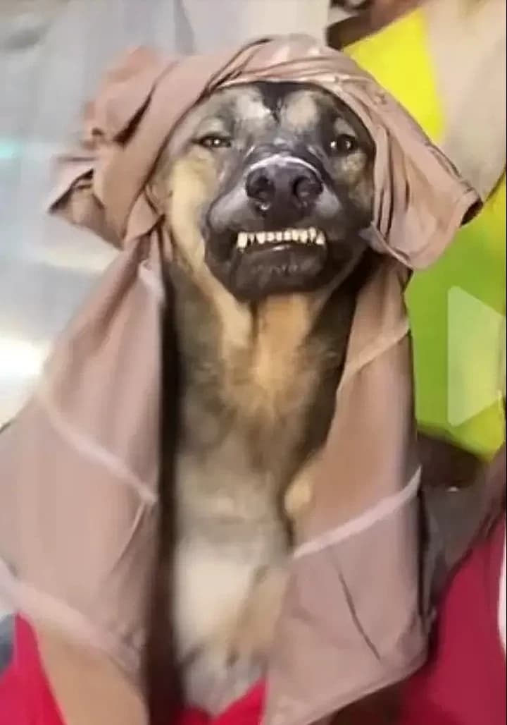 Thumbnail of El perro habibi