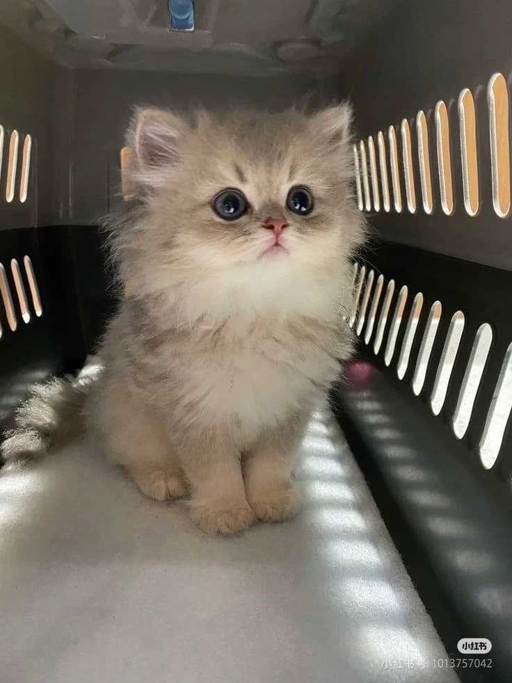 Thumbnail of Грязный котёнок