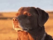 Thumbnail of Странный исекай