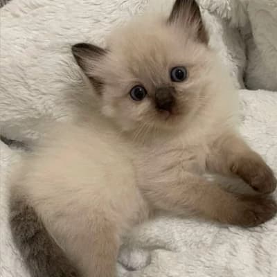 Thumbnail of Кошачий психолог