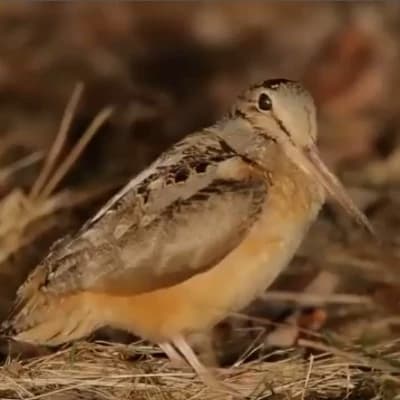 Thumbnail of American Woodcock (Timberdoodle)