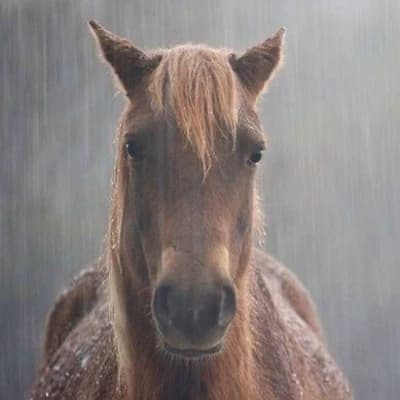 Thumbnail of Злая и устрашающая лошадь