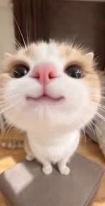 Thumbnail of You were once Katherine Howard