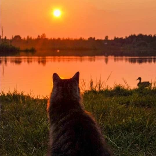 Thumbnail of Рыжий деревенский кот