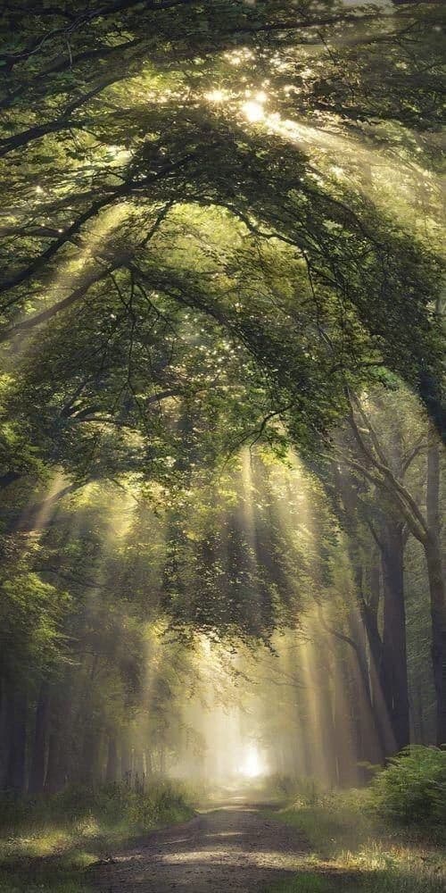 Thumbnail of •Magical fantasy world•