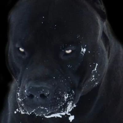 Thumbnail of Rex