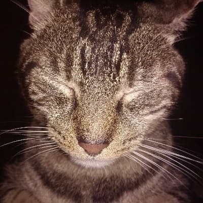 Thumbnail of Ginger
