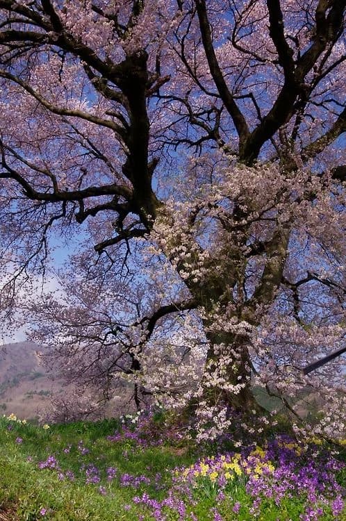 Thumbnail of Mono-Sakura