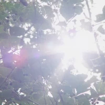 Thumbnail of Rairakku