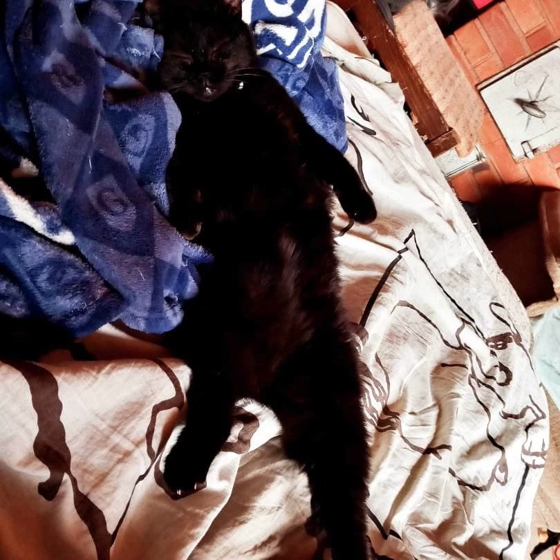 Thumbnail of your cat