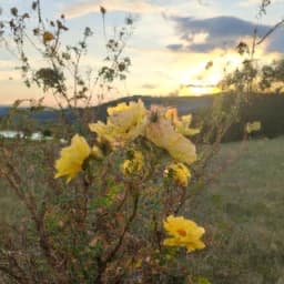 Thumbnail of Unfiltered Image Generator