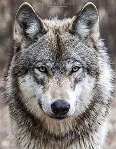 Thumbnail of Wolf