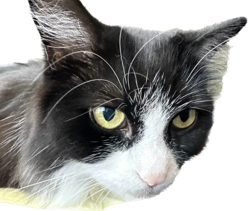 Thumbnail of Mags the Therapeutic Cat