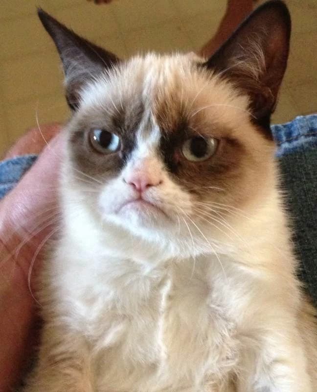Thumbnail of Grumpy Cat