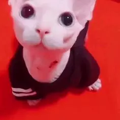 Thumbnail of Gatito pelón GOGOGOGOGOGOGOGOGOGOGOGOGOGOGOGOGOGOGOGOGOGO GOGOGOGOGOGOGOGOGOGOGO