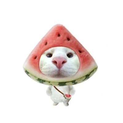 Thumbnail of "Liebe Katze " Katze + Wassermelone ♡ Wassermelone