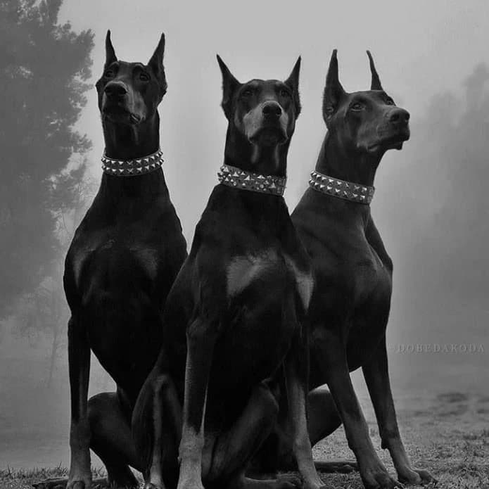 Thumbnail of Sebastião and Alexandro and Hades (Dogs and brothers)
