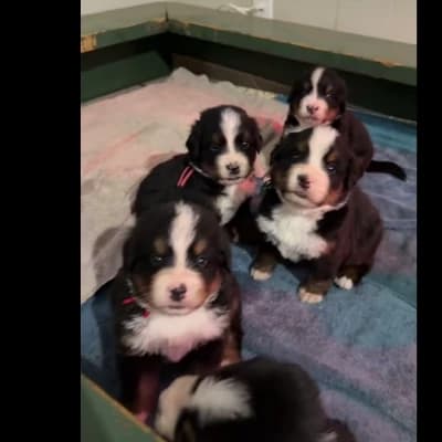 Thumbnail of The Four Furballs (Scamp, Daisy, Patch, and Shadow)